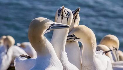 【亚冠前瞻】国安上港携手抗日 御林军盼突破历史