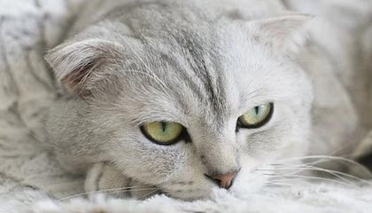 开云体育运营团队-多名阿根廷足坛人士来到总统府送别马拉多纳